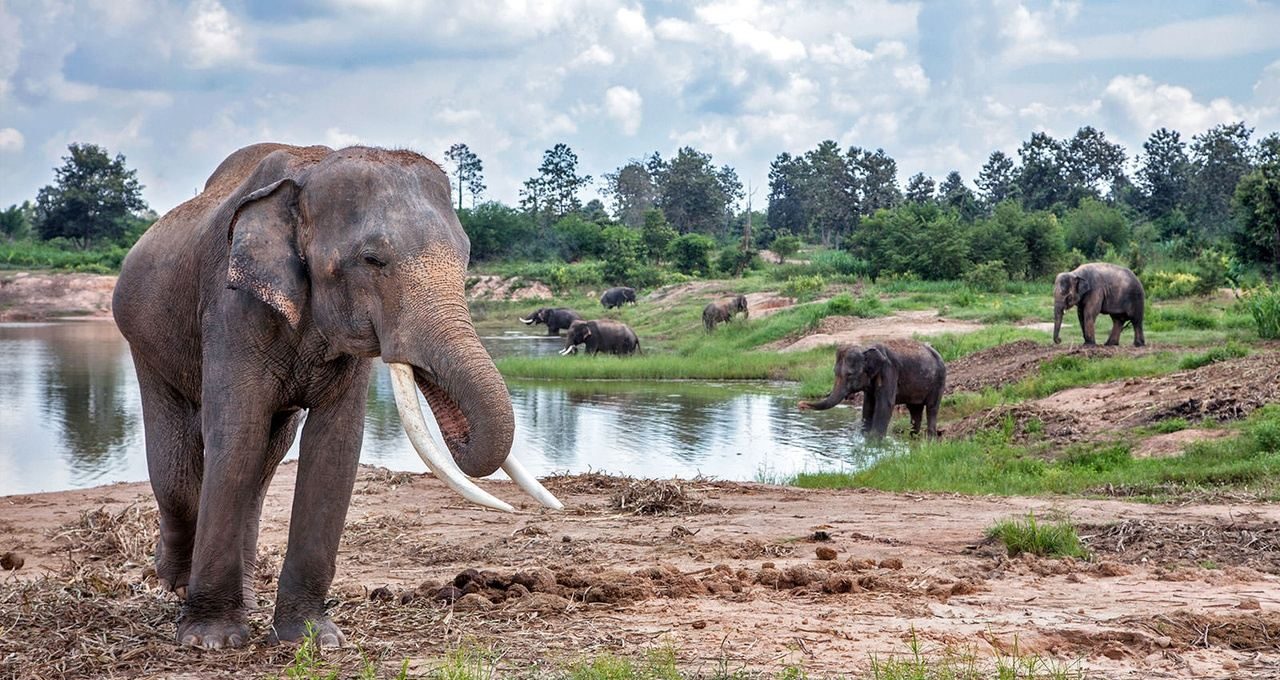 Заповедник Green Elephant Sanctuary Park