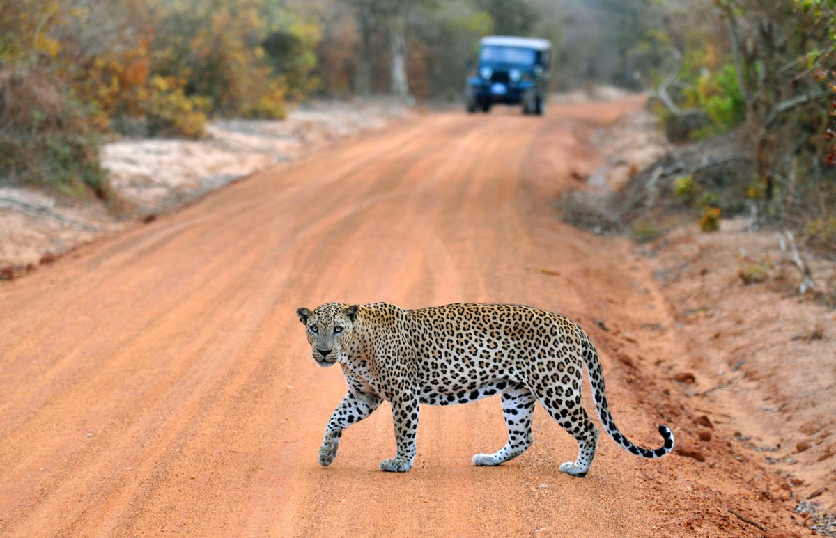 Yala National Park