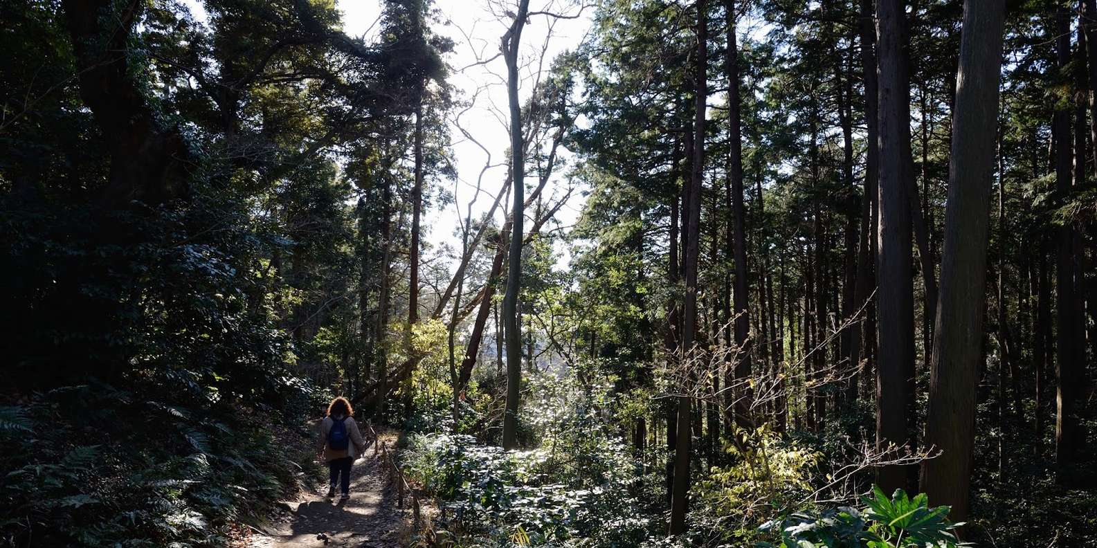 Тропа Дайбуцу