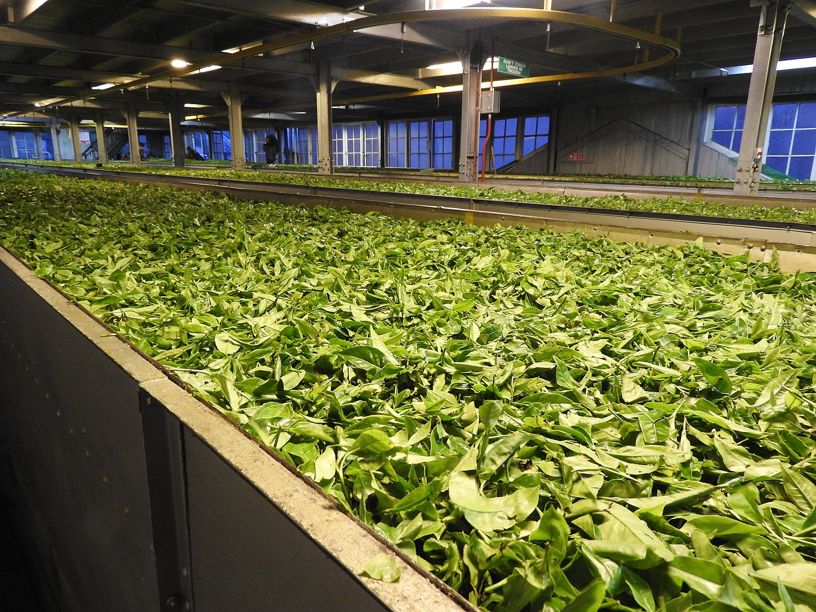 Чайная фабрика