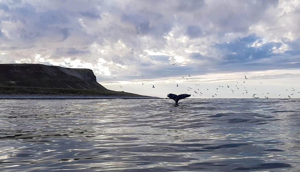 Киты в Териберке