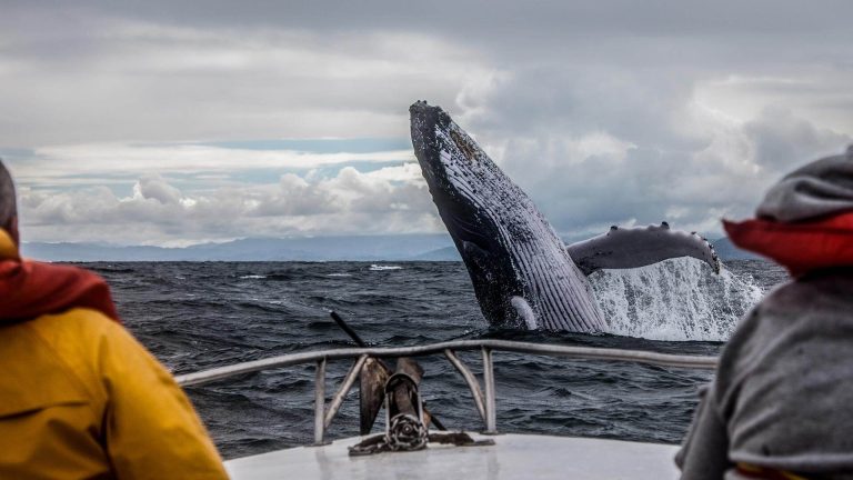 Хаски-парк и киты в Териберке: семейное приключение, которое мы не забудем