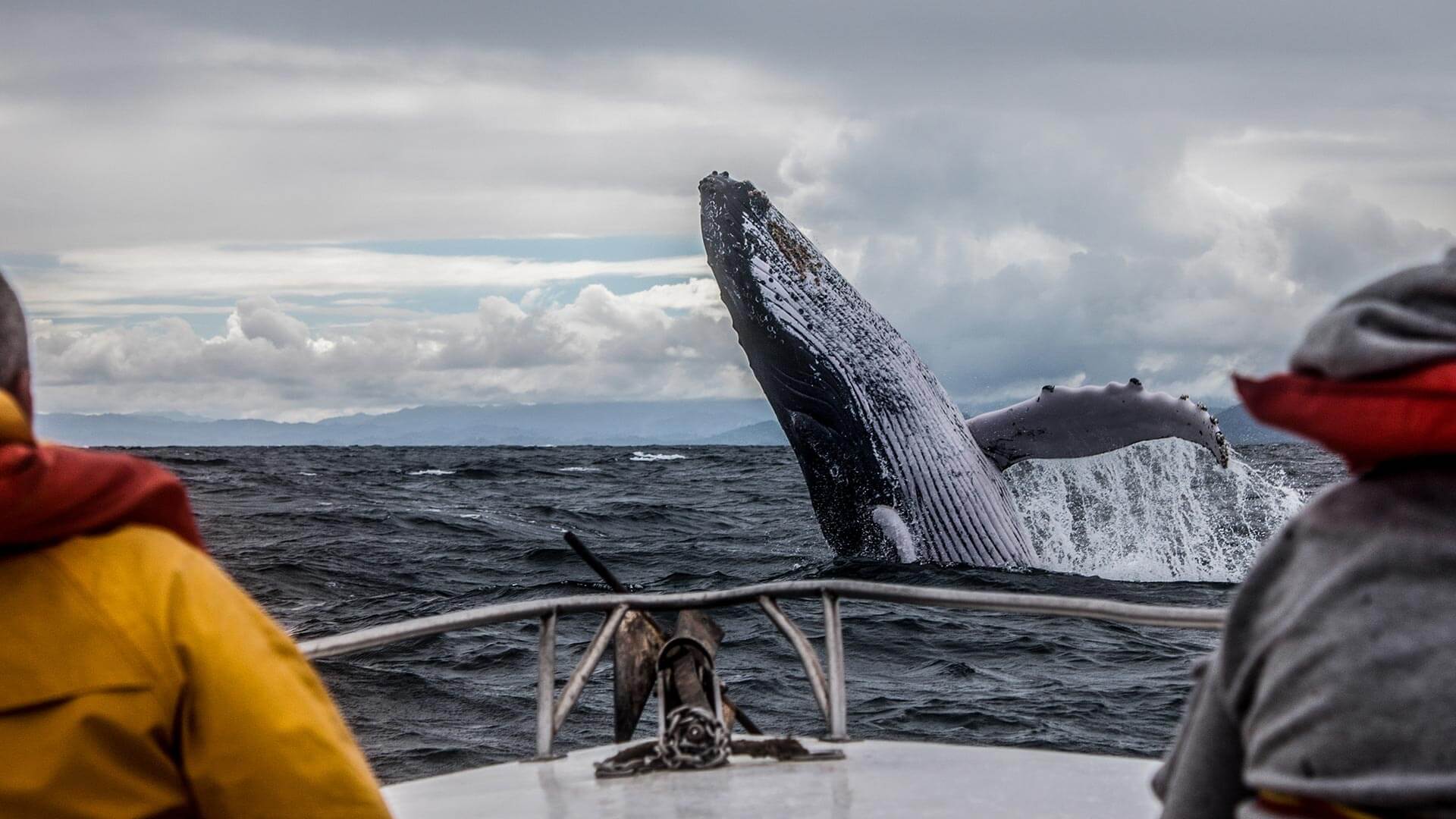 Киты в Териберке