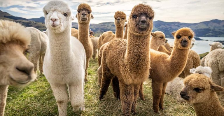 Пригороды Баку: увидеть альпак, попробовать вино и посетить сёла