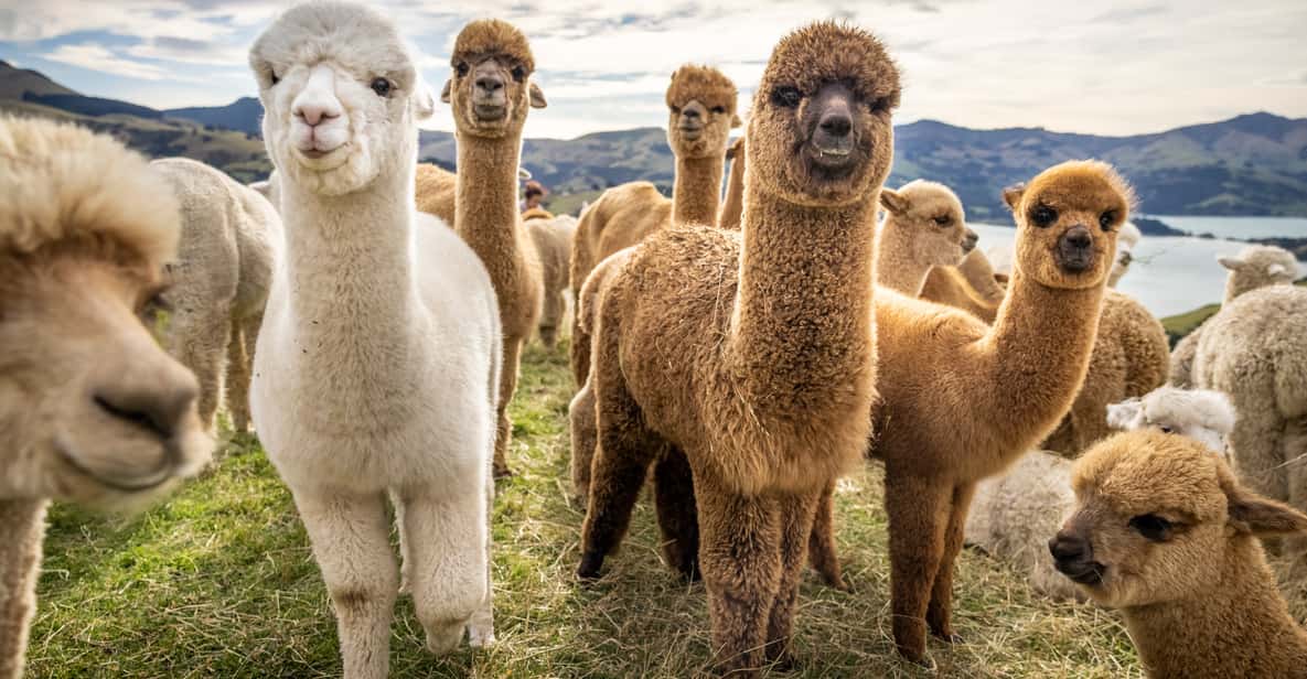 Ферма альпак